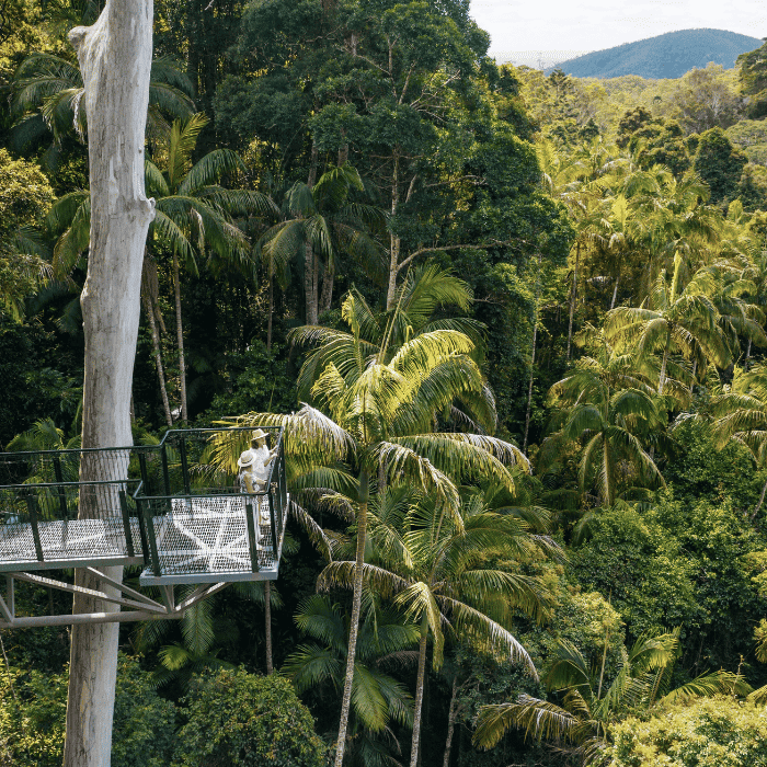 Tamborine Rainforest Skywalk, Tamborine Mountain, Australia. Image courtesy of Tourism and Events Queensland.